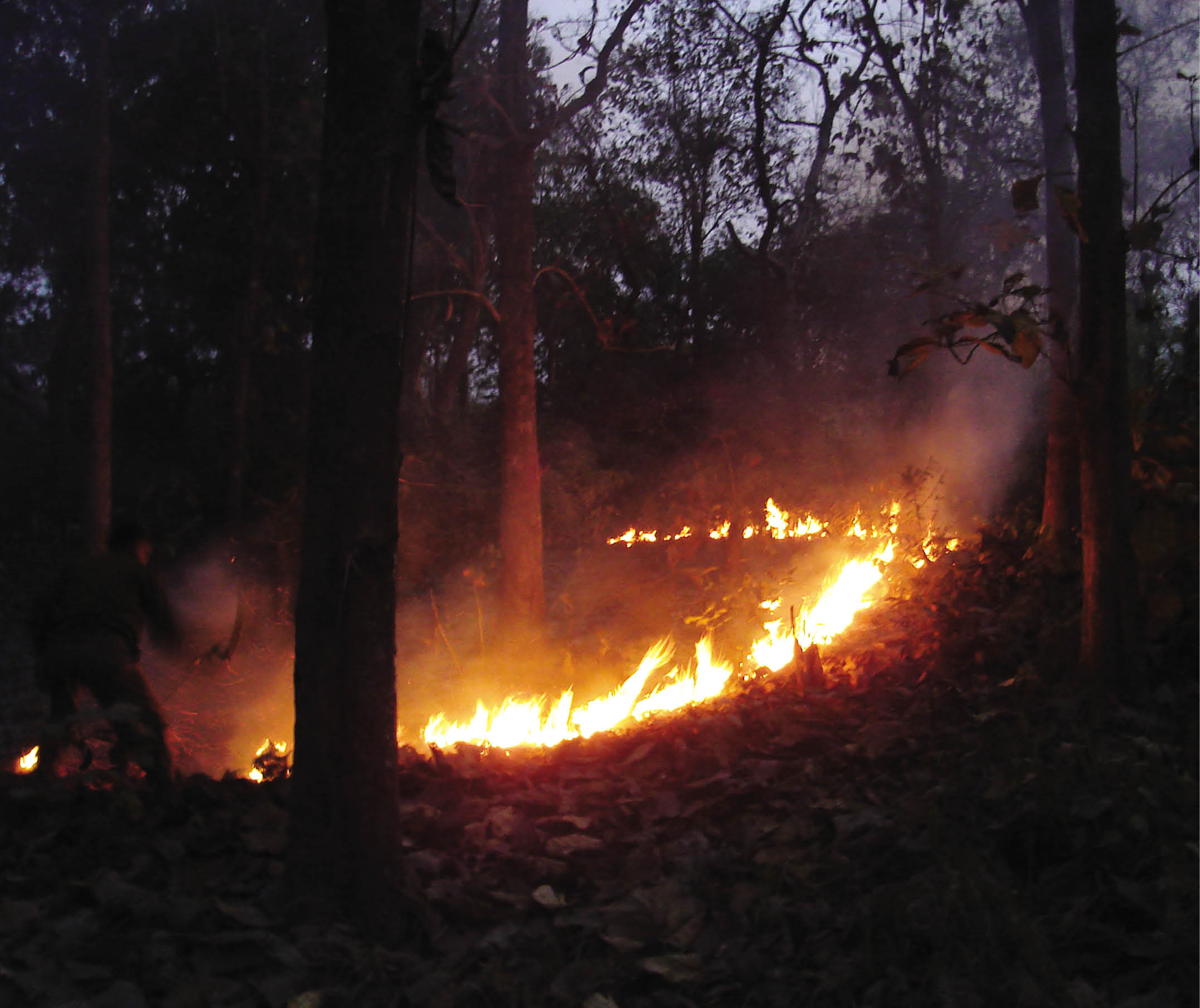 Forest Fires